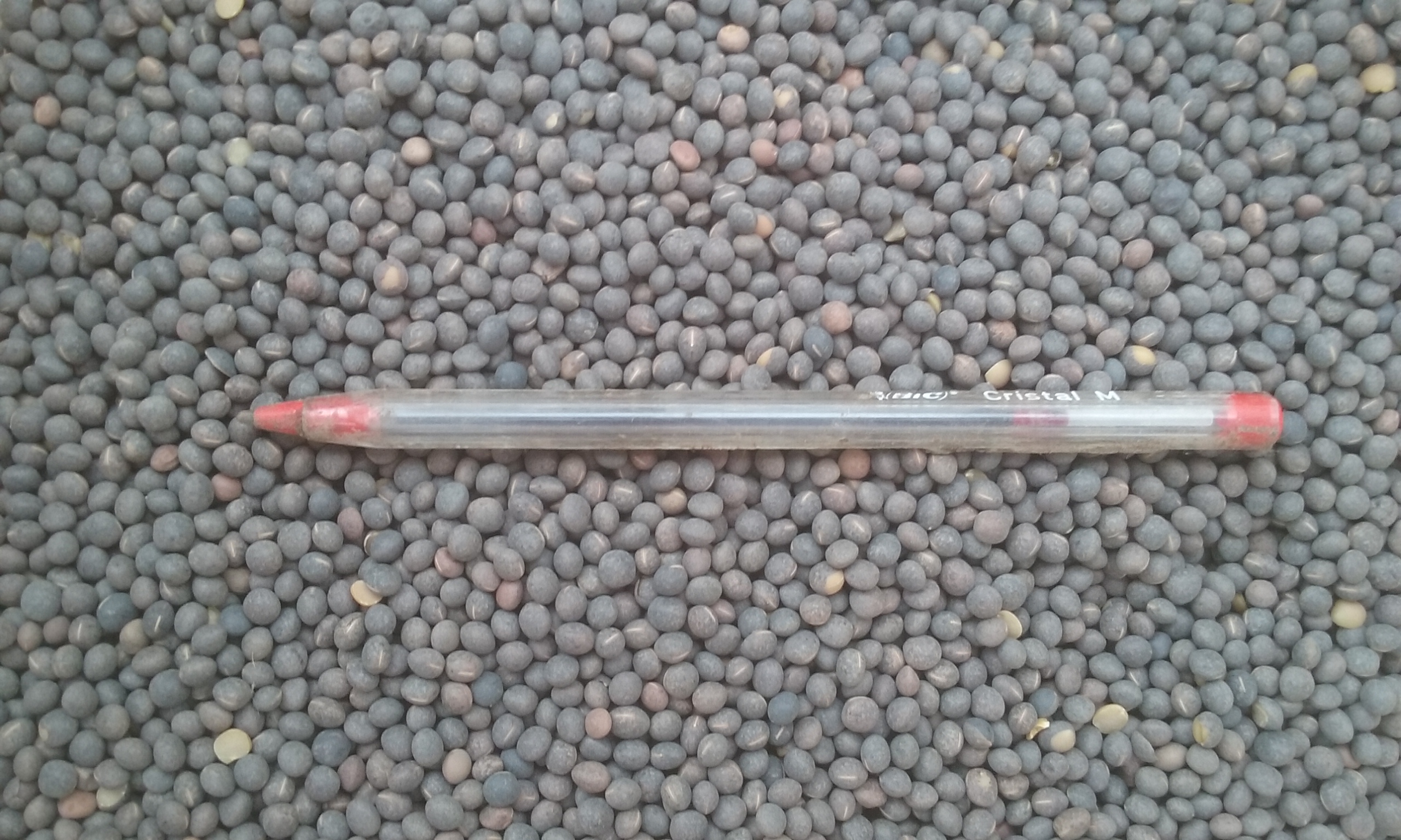 Common Vetch | Grain & Seed - Vetch For Sale